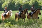 A cheval en Pays de Langres